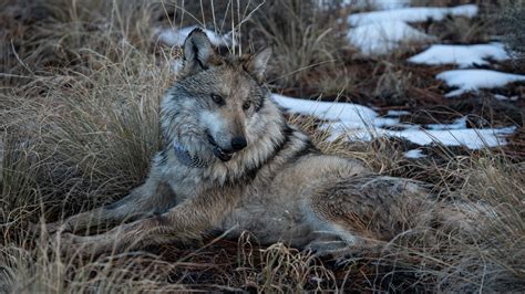 domina fick|Woman mauled by pack of wolves while jogging in zoo near Paris .